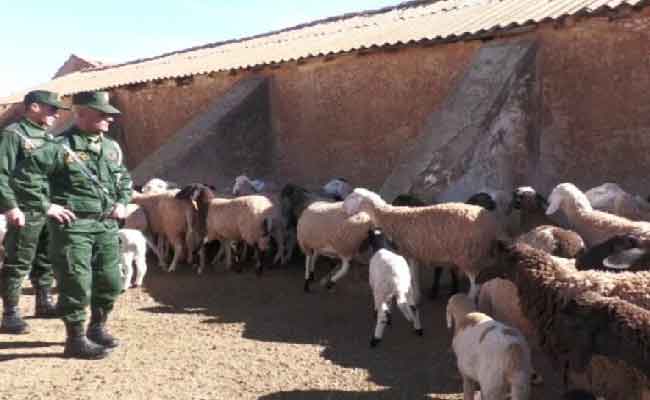 Ghardaïa : Démantèlement d’un réseau de 4 voleurs de bétail par la Gendarmerie nationale