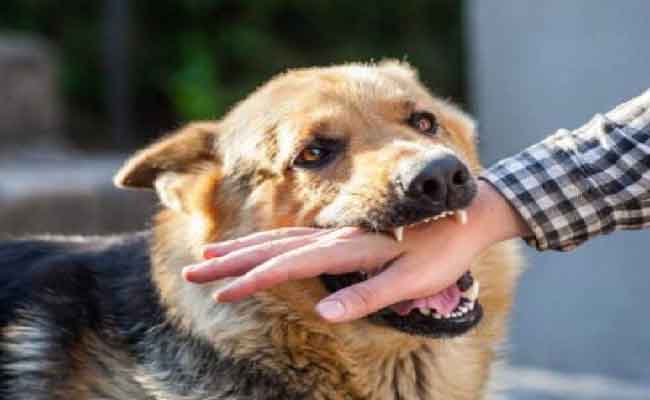 Décès de 2 enfants à Oum El Bouaghi suite à des attaques de chiens errants porteurs de la rage