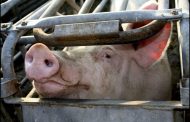 Serbie : 11 arrestations dans l’affaire des têtes de porc devant des mosquées en France