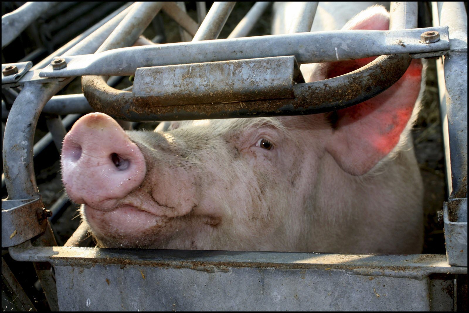 Serbie : 11 arrestations dans l’affaire des têtes de porc devant des mosquées en France