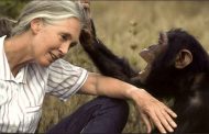 Jane Goodall, légende de la primatologie et défenseure de la nature, s’éteint à 91 ans