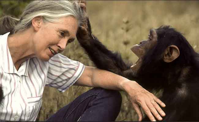 Jane Goodall, légende de la primatologie et défenseure de la nature, s’éteint à 91 ans