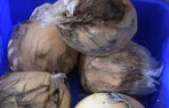 Saisie record de fromage avarié à Tlemcen : un opérateur économique arrêté