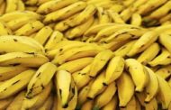 El Oued : plus de 530 kg de bananes saisis pour vente illégale à prix spéculatif supérieur à 400 DA/kg