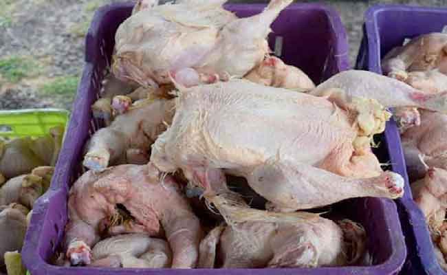 Relizane : Saisie et destruction de 477,6 kg de viande de poulet avariée impropre à la consommation