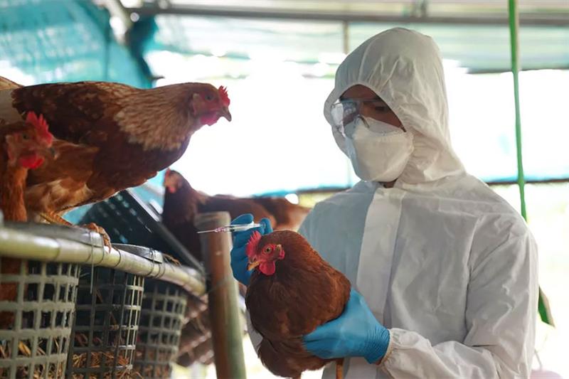 Grippe aviaire : l’Espagne confine à son tour ses volailles face à la recrudescence des cas en Europe