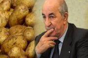 La pomme de terre, arme fatale de l’Algérie pour conquérir le monde