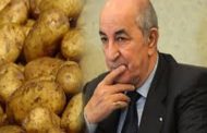 La pomme de terre, arme fatale de l’Algérie pour conquérir le monde