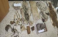 Batna : arrestation en flagrant délit pour trafic de produits d’espèces animales protégées