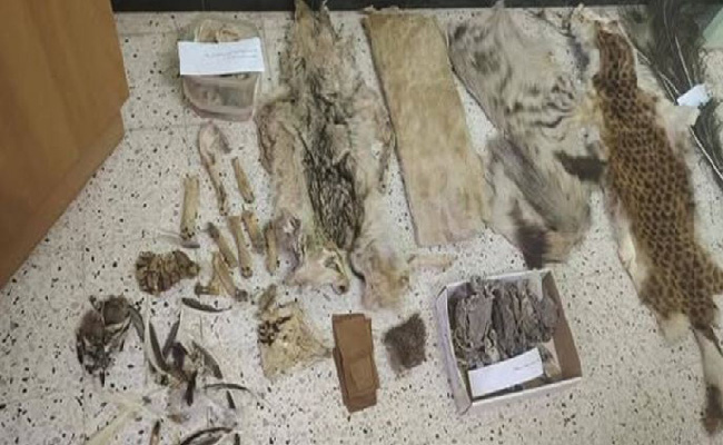 Batna : arrestation en flagrant délit pour trafic de produits d’espèces animales protégées