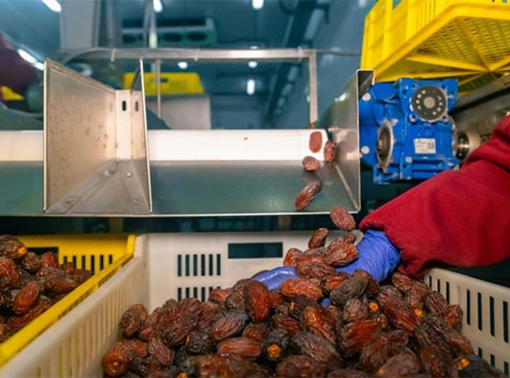 L’Égypte dément toute importation de dattes israéliennes à l’approche du Ramadan