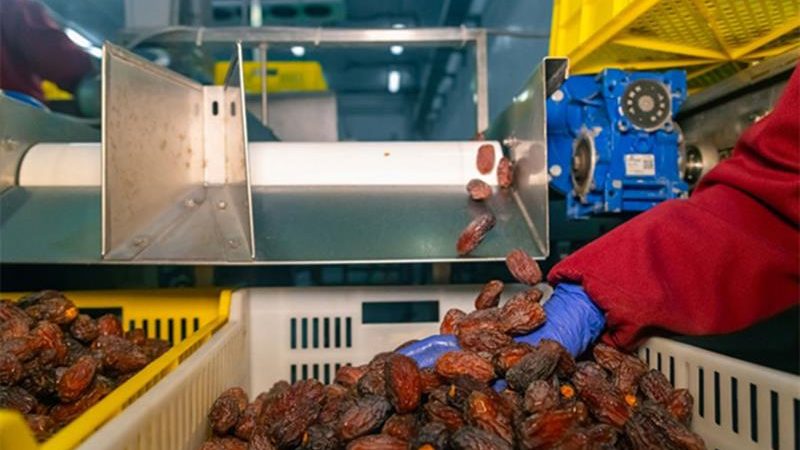 L’Égypte dément toute importation de dattes israéliennes à l’approche du Ramadan