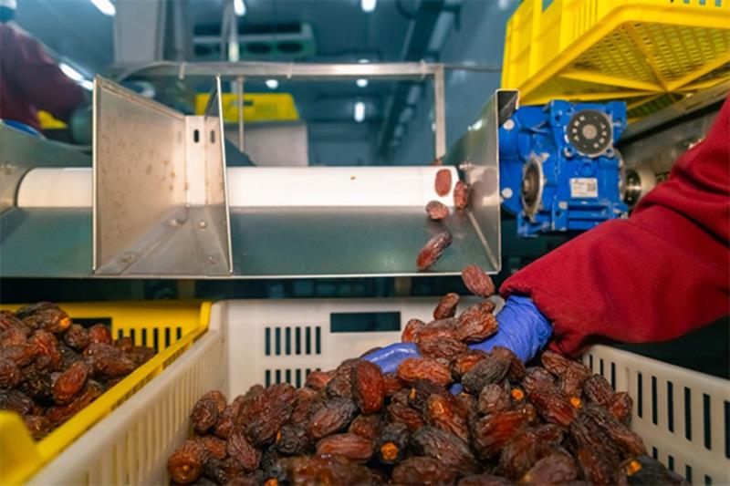 L’Égypte dément toute importation de dattes israéliennes à l’approche du Ramadan