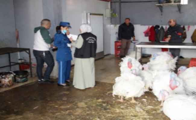 Blida : saisie de 976 kg de viandes blanches impropres à la consommation dans un abattoir clandestin à Beni Merad