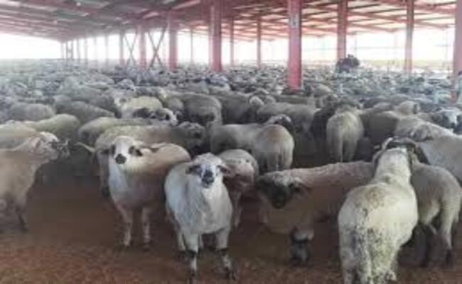 Le bélier de la Pêcherie cachait des « Sarrokh » : un réseau de trafiquants démantelé à Alger