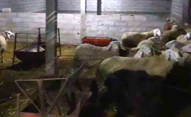 Sétif : trois voleurs de bétail appréhendés en flagrant délit à Boutaleb