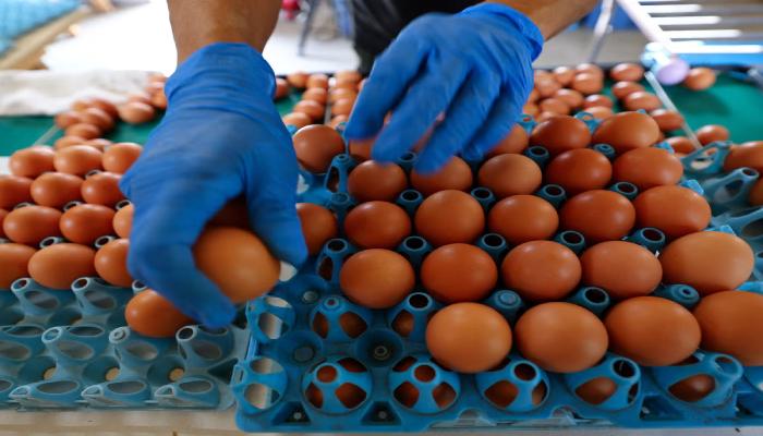 Belgique : plus de 300 cas de salmonellose liés à des œufs contaminés