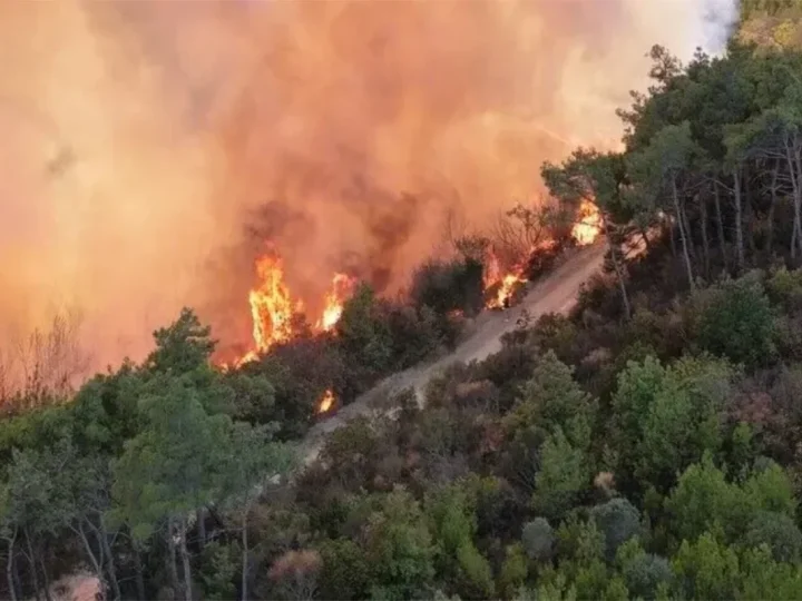 Algérie : incendies ravageurs, un choc économique durable pour le capital rural
