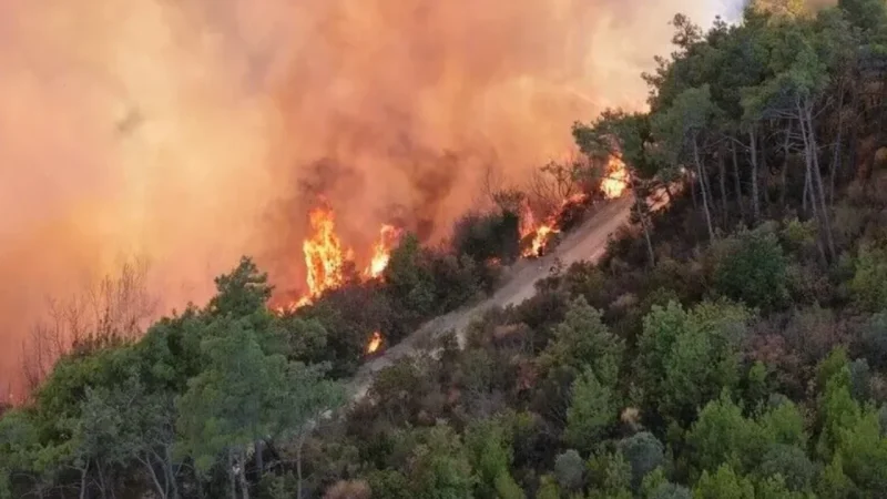 Algérie : incendies ravageurs, un choc économique durable pour le capital rural