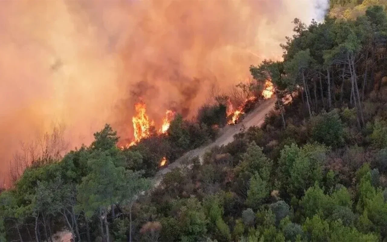Algérie : incendies ravageurs, un choc économique durable pour le capital rural