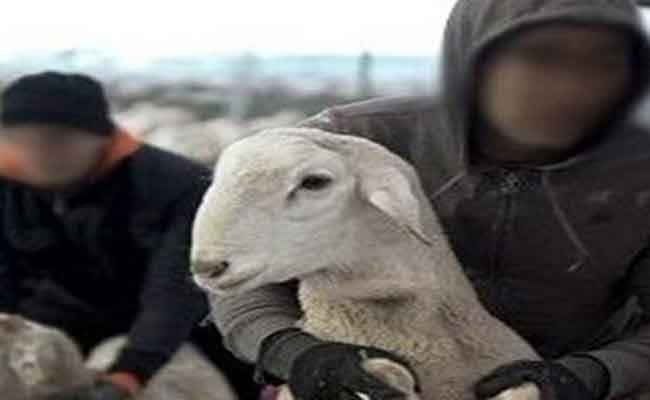 Vol de 11 moutons après avoir endormi le gardien du bétail à Chéraga
